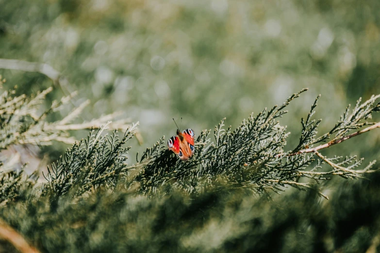 a butterfly sitting on top of a tree branch, by Emma Andijewska, unsplash, visual art, green bright red, hiding in grass, background image, minimalist photo