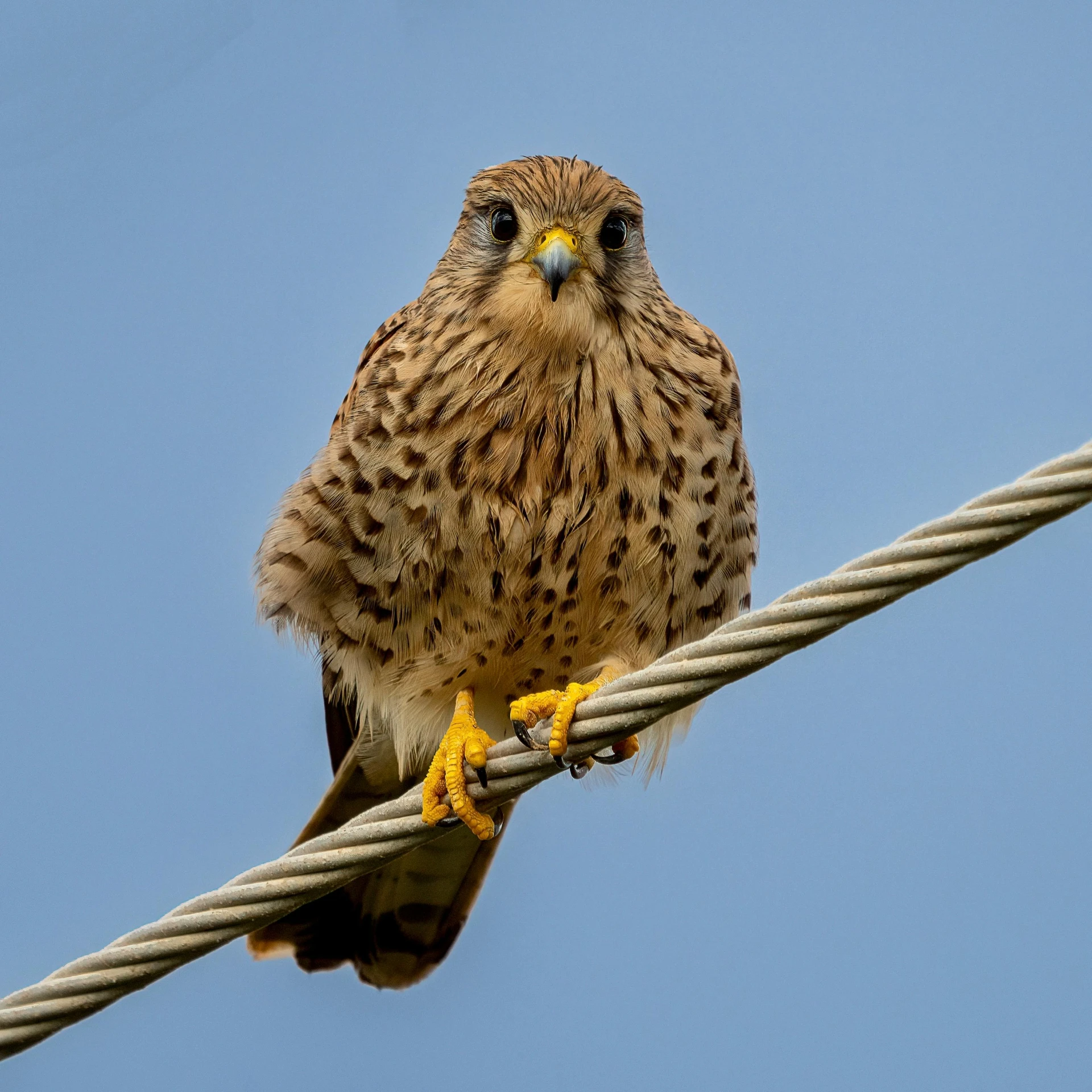 a bird that is sitting on a wire, a portrait, pexels, falcon, full frame image, low angle 8k hd nature photo, high resolution