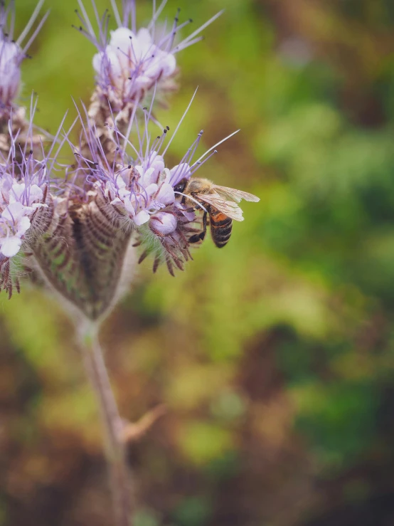 a close up of a flower with a bee on it, by Carey Morris, unsplash, purple, low quality photo, brown, overlooking