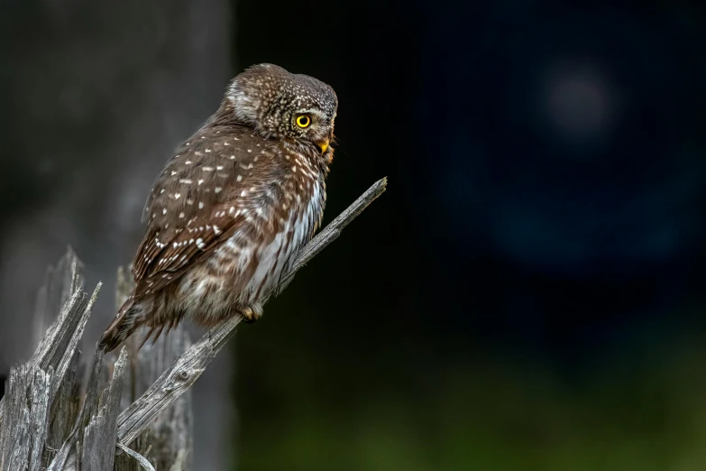 a small owl sitting on top of a tree stump, by Peter Churcher, pexels contest winner, hurufiyya, side profile view, fine art print, portrait of a small