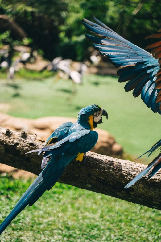 a couple of birds sitting on top of a tree branch, animal kingdom, blue and gold, in australia, lush surroundings