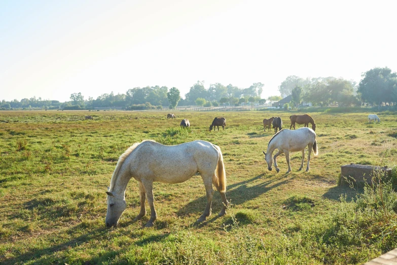 a herd of horses grazing on a lush green field, caparisons, profile image