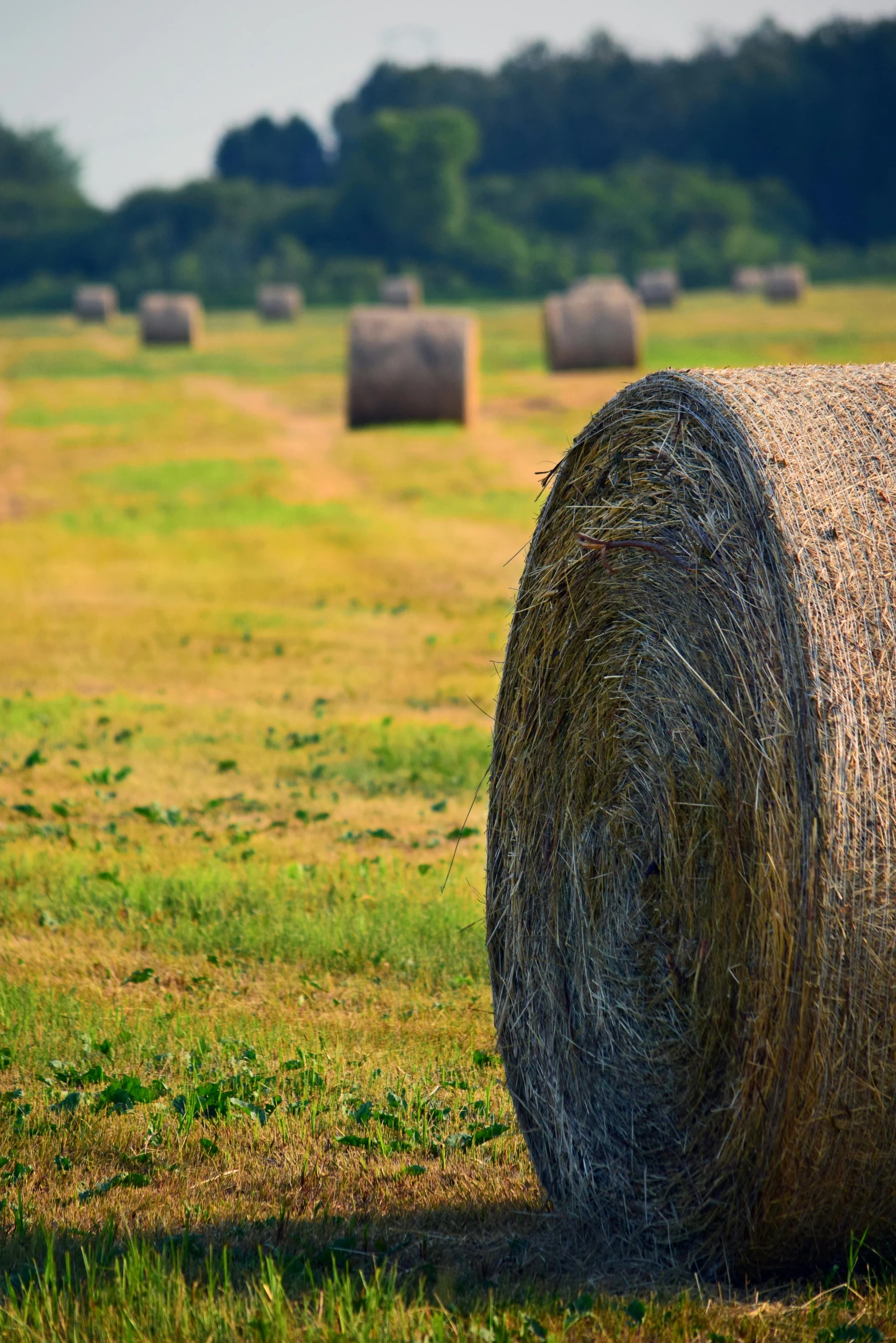 hay bales in a field with trees in the background, a picture, shutterstock contest winner, 2 5 6 x 2 5 6 pixels, oklahoma, panoramic, circle