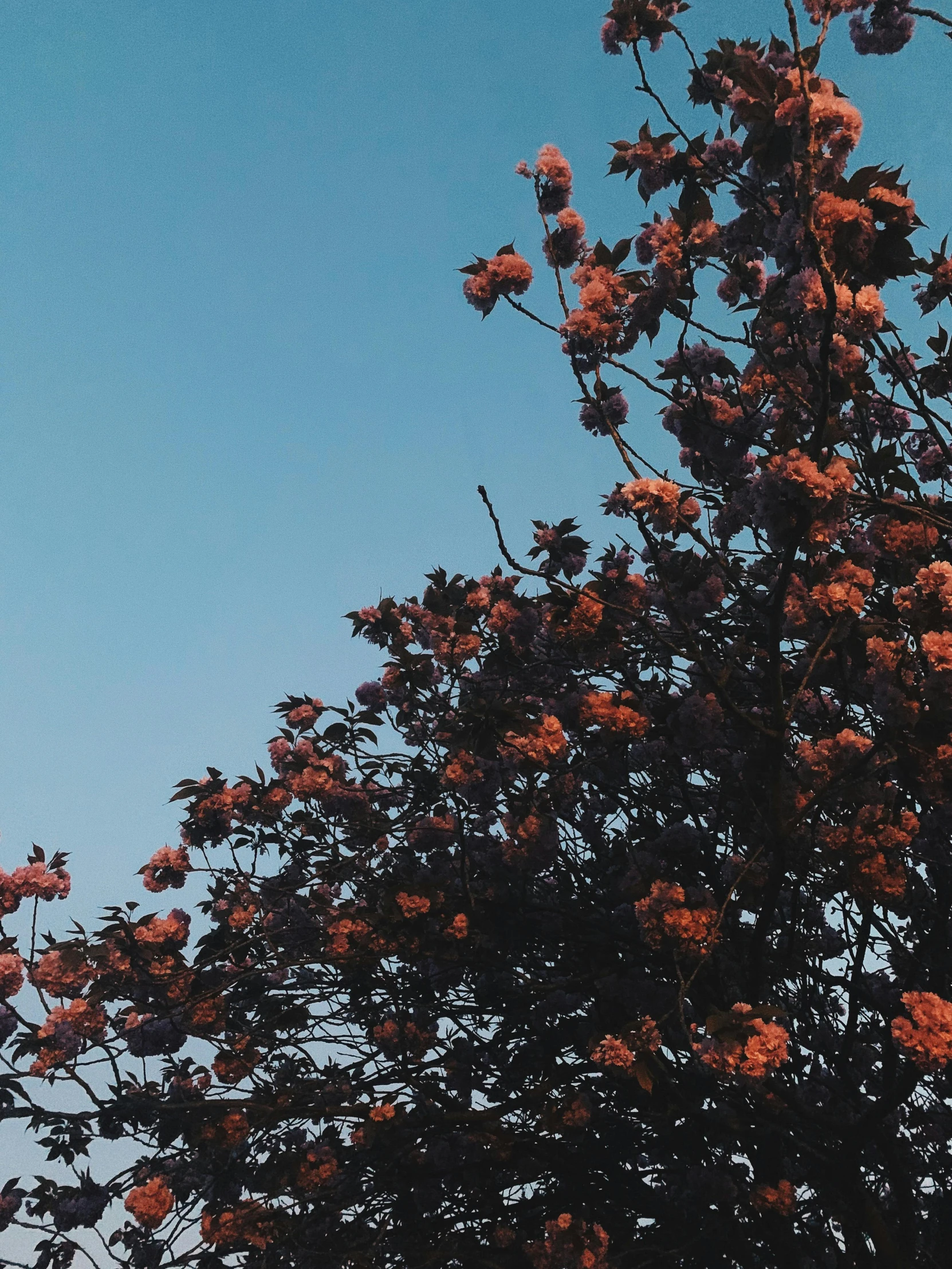 a plane flying through a blue sky next to a tree, an album cover, inspired by Elsa Bleda, trending on unsplash, aestheticism, flowering buds, seasons!! : 🌸 ☀ 🍂 ❄, red brown and blue color scheme, spring evening