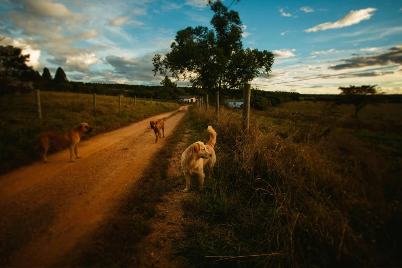 a couple of dogs walking down a dirt road, by Jessie Algie, unsplash, on a farm, golden hues, lachlan bailey, in the evening