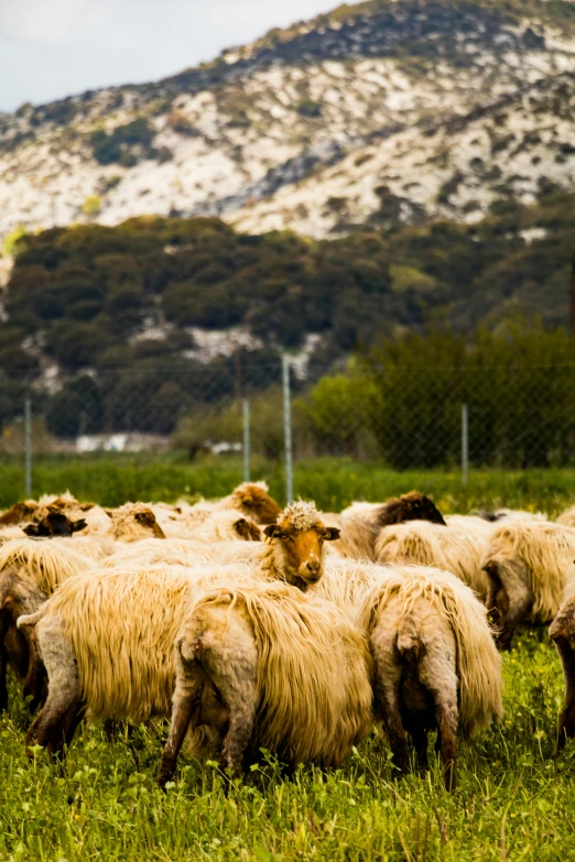 a herd of sheep standing on top of a lush green field, cyprus, clumps of hair, menacing!, photos