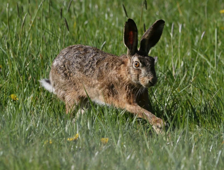 a brown rabbit running across a lush green field, ap photo, hunting, thumbnail, in the sun