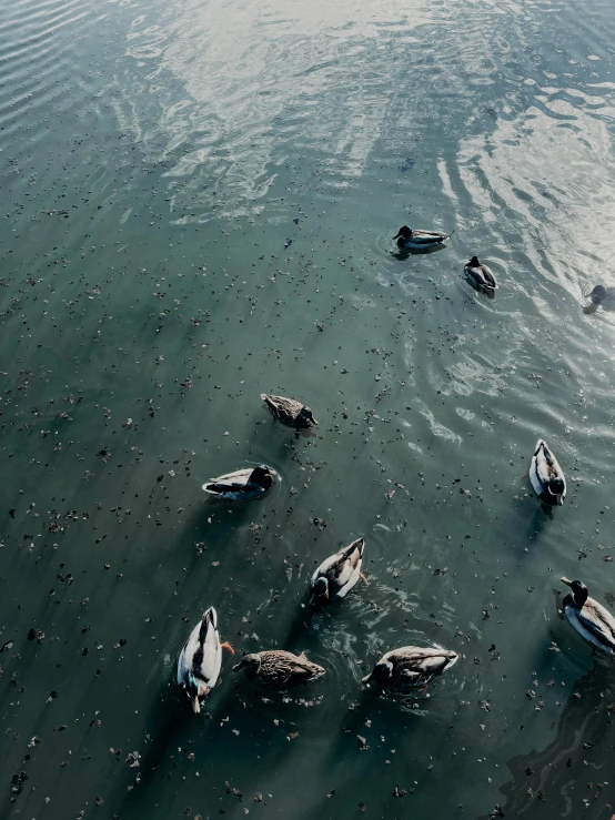 a flock of ducks floating on top of a body of water, photo from above, reykjavik, unsplash 4k, high quality picture