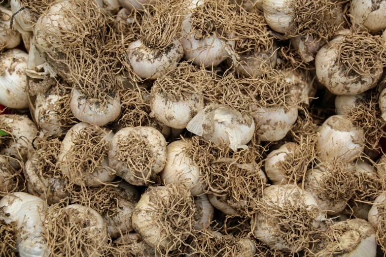 a pile of garlic sitting on top of a table, renaissance, plant roots, straw, thumbnail, in rows