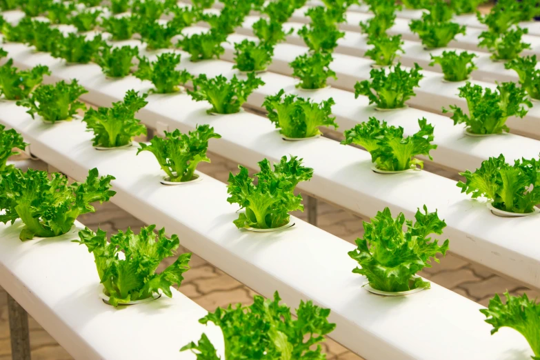 rows of lettuce growing in a greenhouse, a digital rendering, pixabay, precisionism, avatar image, plants in beakers, green and white, ready to eat