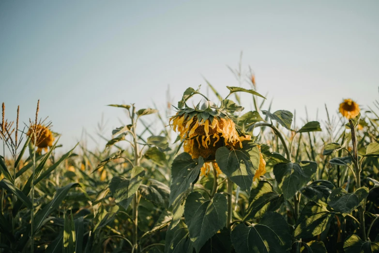 a field of sunflowers on a sunny day, a picture, unsplash, dead plants, shot on hasselblad, old american midwest, giant flower head