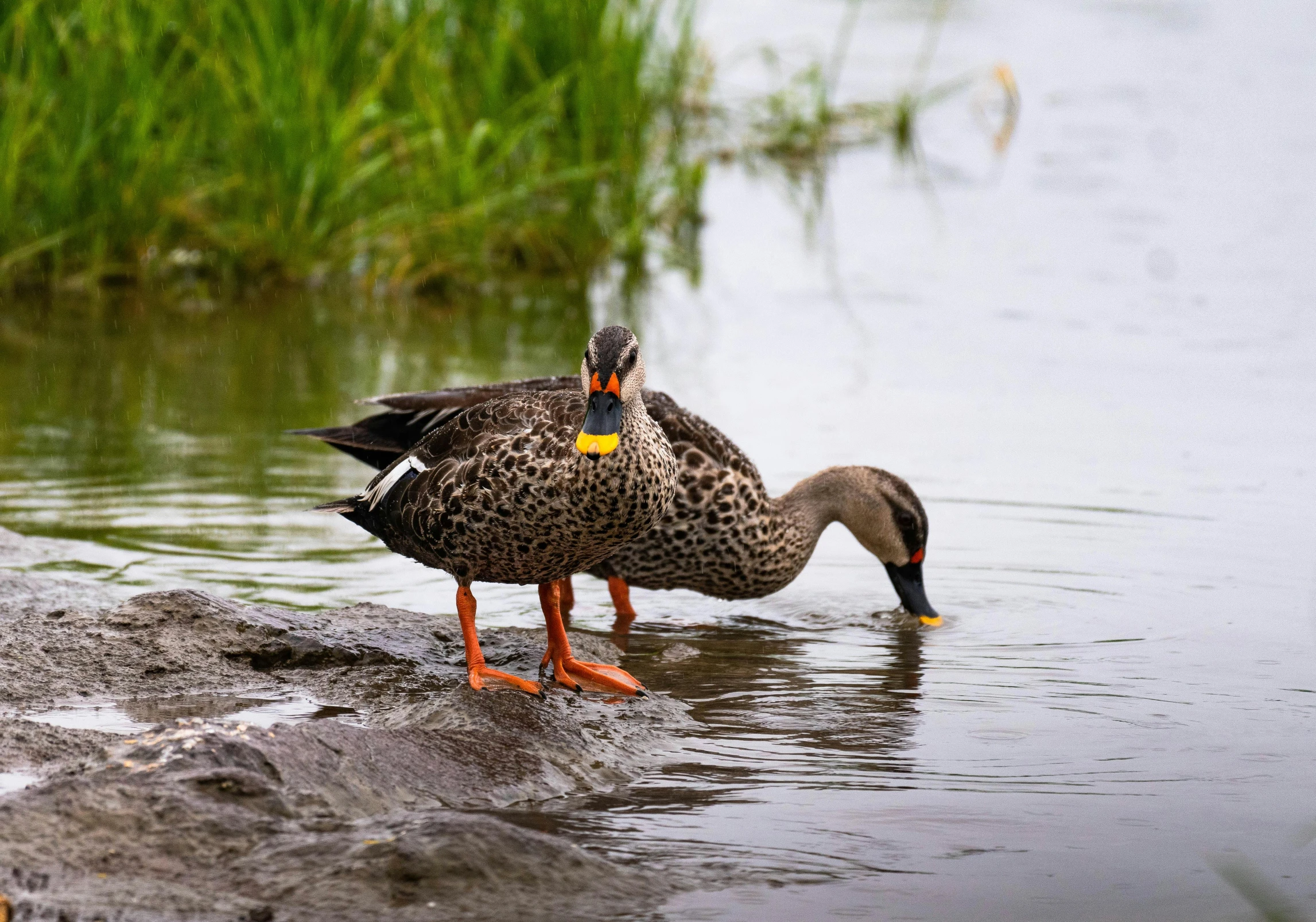 a couple of ducks that are standing in the water, by Jacob Duck, pexels contest winner, fan favorite, brockholes, grey, bioremediation