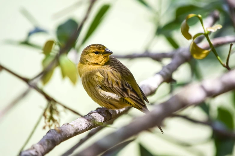 a small yellow bird sitting on top of a tree branch, intricate wrinkles, profile image, fan favorite, new zealand