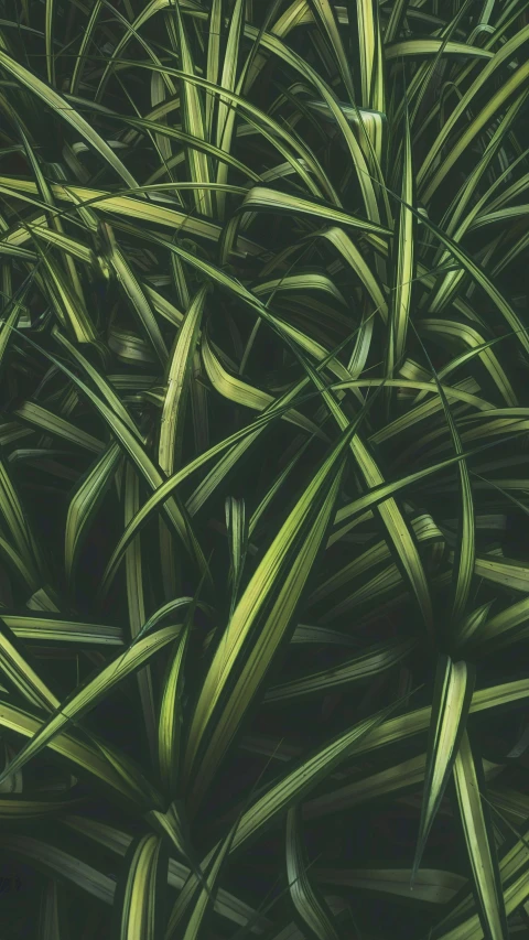 a close up of a bunch of green grass, an album cover, inspired by Elsa Bleda, trending on pexels, tall plants, a high angle shot, patterned, thick jungle