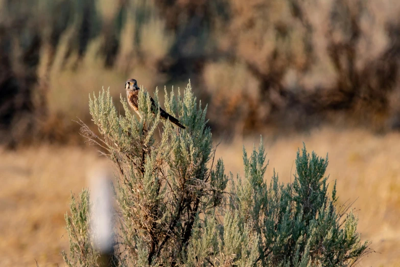 a couple of birds sitting on top of a tree, by Peter Churcher, unsplash contest winner, idaho, with soft bushes, slightly tanned, sage