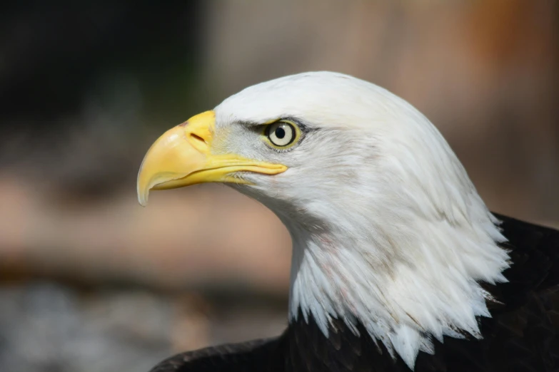 a close up of a bald eagle with a blurry background, pexels contest winner, 🦩🪐🐞👩🏻🦳, white eagle icon, profile image, a wooden