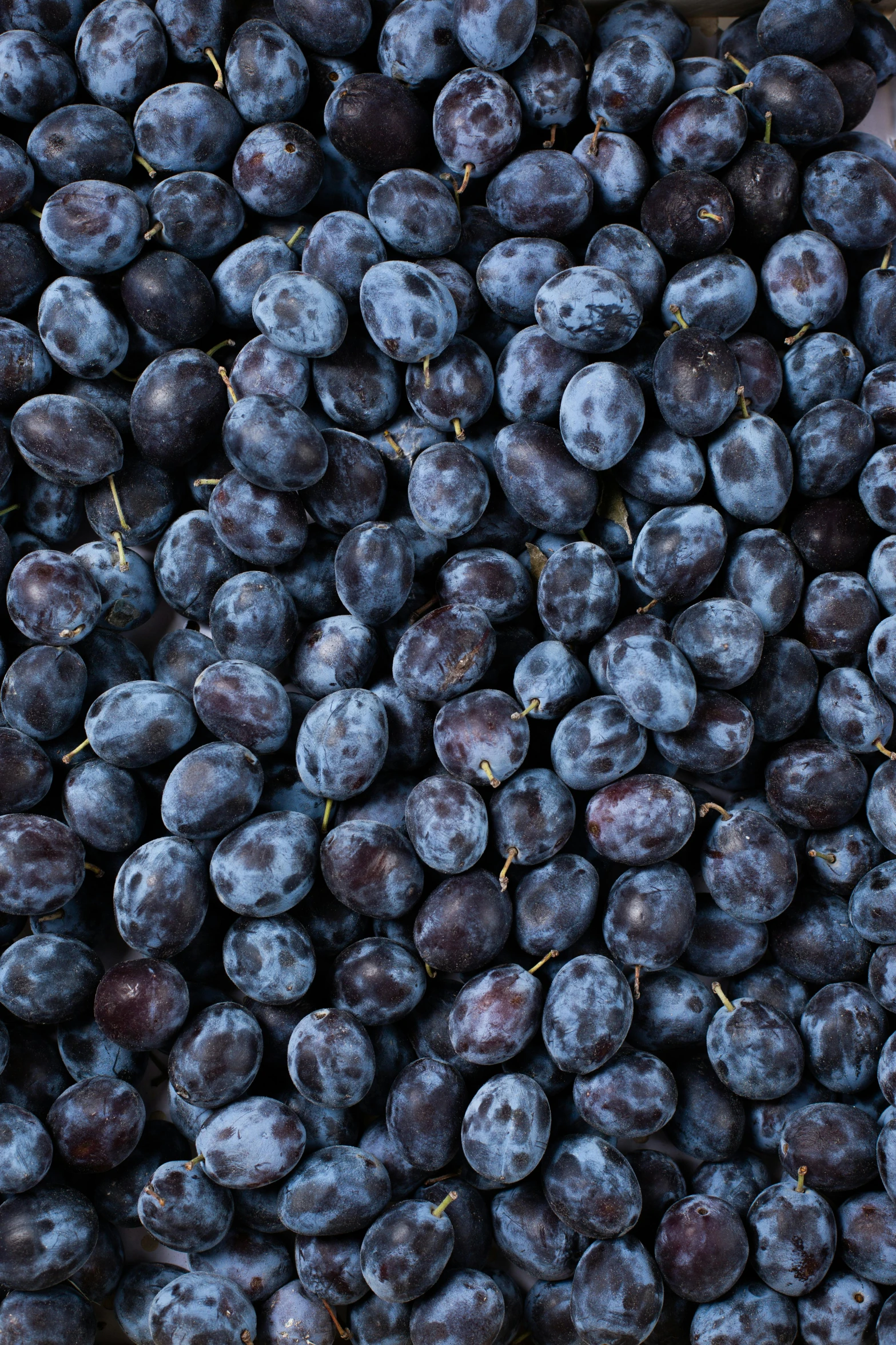 a pile of plums sitting on top of each other, blueberries, zoomed out to show entire image, thumbnail, high quality product image”