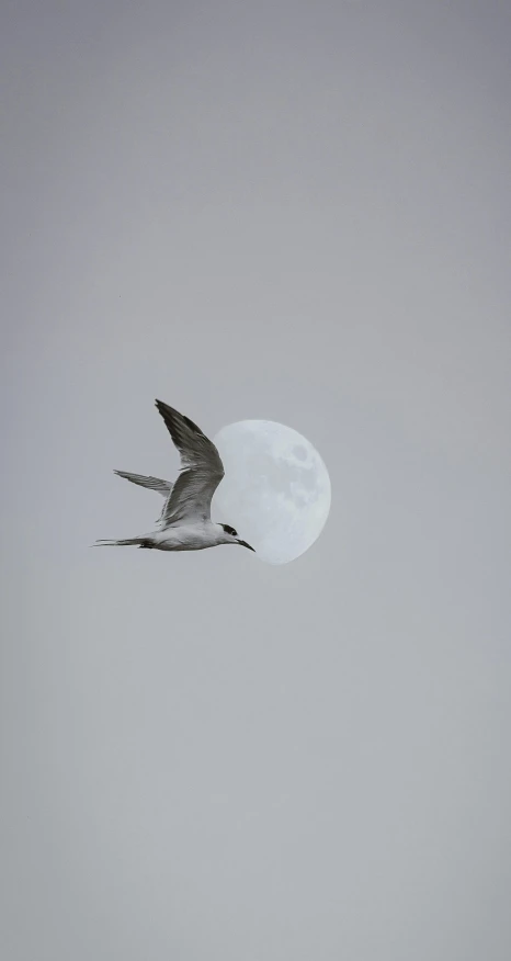 a bird flying in the sky with a full moon in the background, pexels contest winner, minimalism, white and grey, explorer, low quality photo