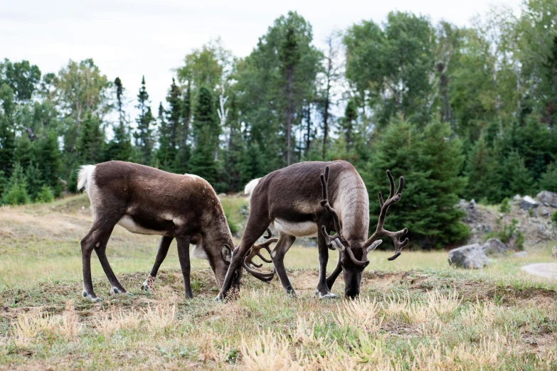 a couple of reindeer standing on top of a grass covered field, spruce trees, eating, documentary photo, 2 0 2 2 photo