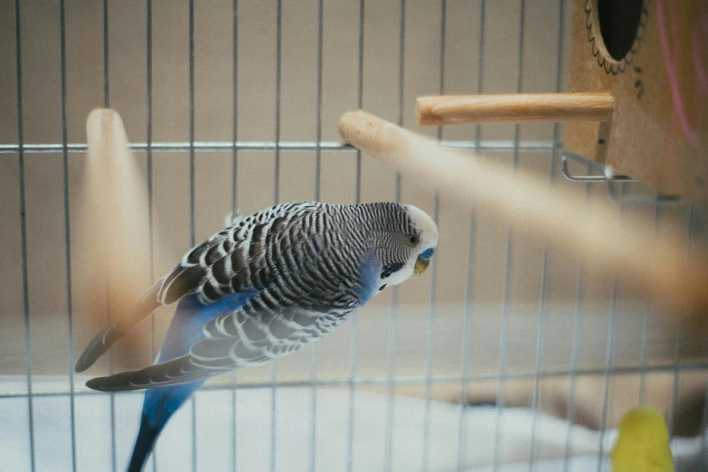 a close up of a bird in a cage, pexels contest winner, arabesque, grey and blue theme, wooden, tail raised, indoor