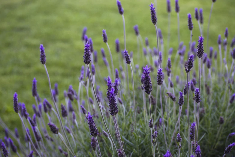 a bunch of purple flowers sitting on top of a lush green field, by David Simpson, unsplash, exterior botanical garden, mediumslateblue flowers, lavender, bespoke