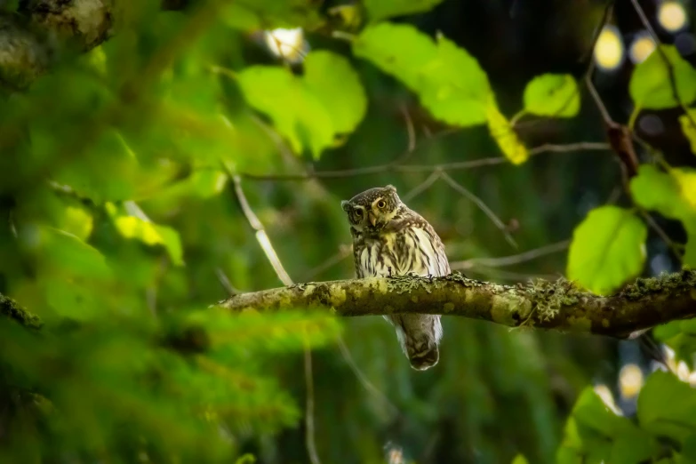 a small owl sitting on top of a tree branch, pexels contest winner, sumatraism, in serene forest setting, soaking wet, slide show, fine art print