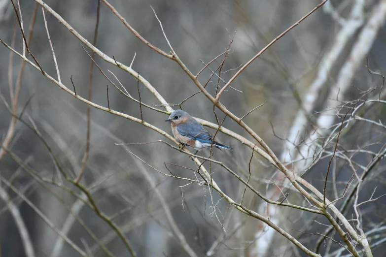 a blue bird sitting on top of a tree branch, grey, 2022 photograph, minn, photographs