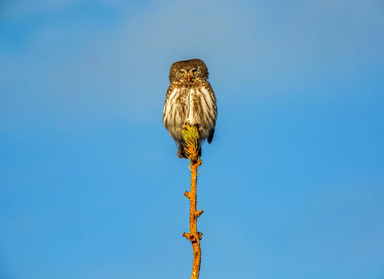 a small owl sitting on top of a tree branch, by Jesper Knudsen, pexels contest winner, tall thin, looking at the sky, fine art print, marmoset