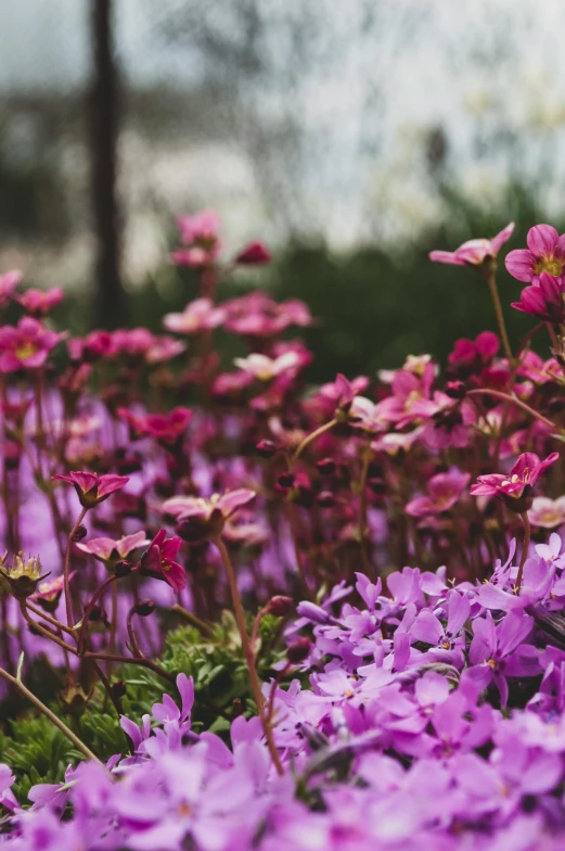 a field of purple flowers with trees in the background, unsplash, visual art, lush garden leaves and flowers, pinks, verbena, early spring