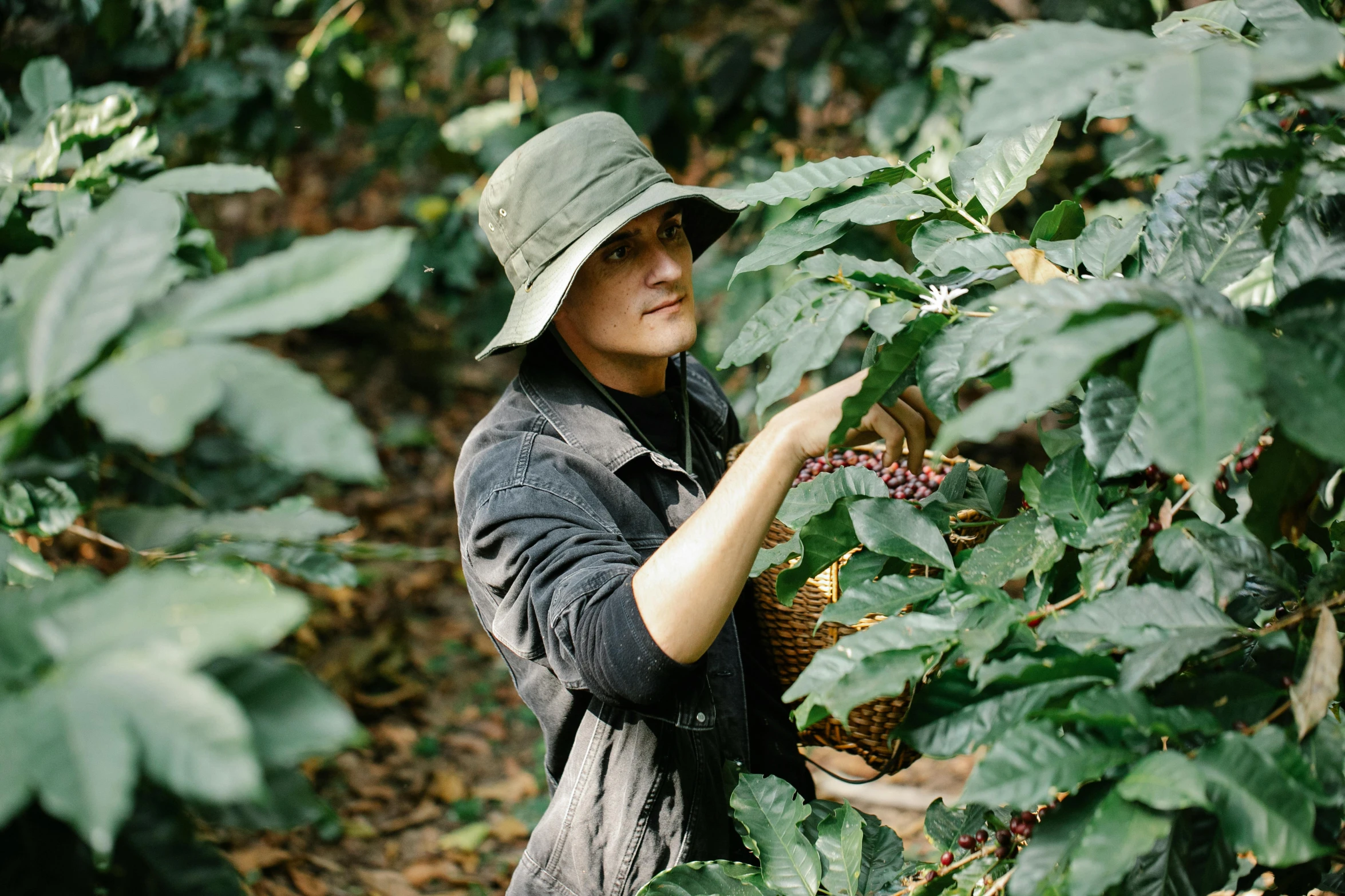 a woman picking coffee beans from a tree, a portrait, unsplash, avatar image, cai xukun, 🦩🪐🐞👩🏻🦳, jungle fruit