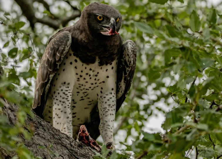 a large bird sitting on top of a tree branch, a portrait, pexels contest winner, hurufiyya, ready to eat, african sybil, spotted, raptor