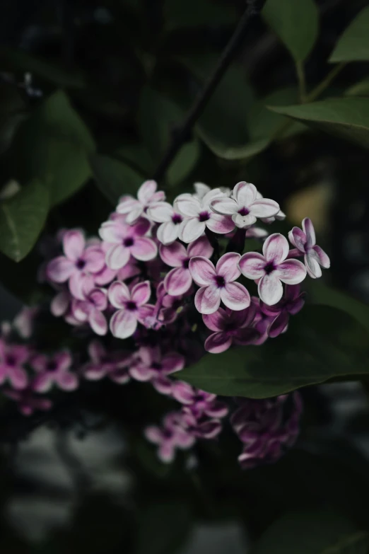 a close up of a bunch of purple flowers, a picture, by Jacob Toorenvliet, trending on unsplash, paul barson, lilac, lush foliage, high quality photo