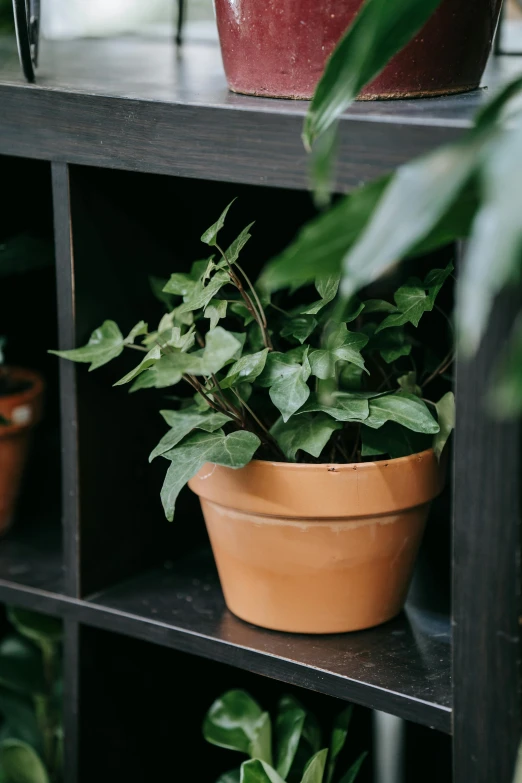 a close up of a potted plant on a shelf, lush foliage, black and terracotta, ivy's, honeysuckle