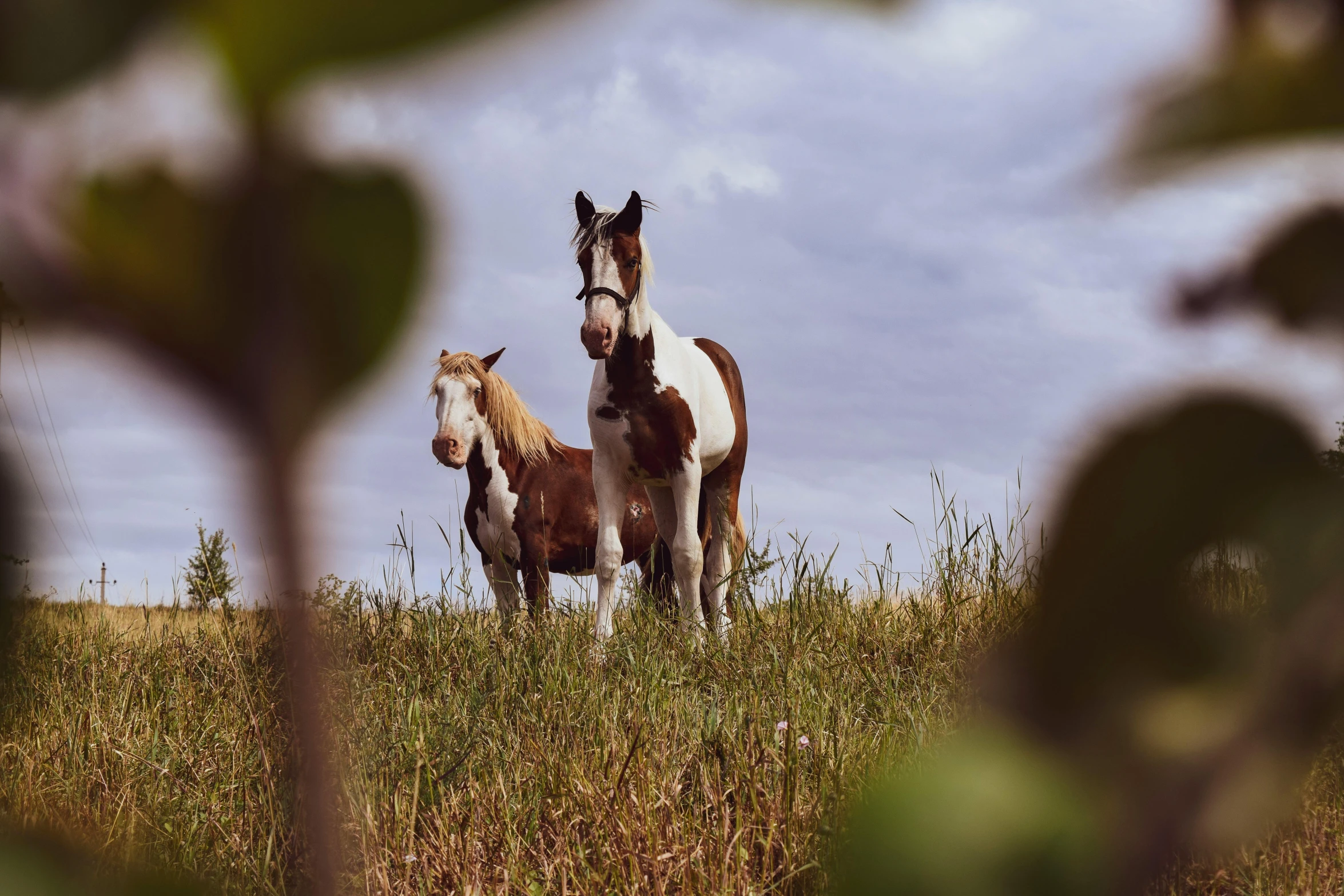 a couple of horses standing on top of a grass covered field, by Carey Morris, unsplash contest winner, renaissance, vhs colour photography, instagram post, low-angle, prairie