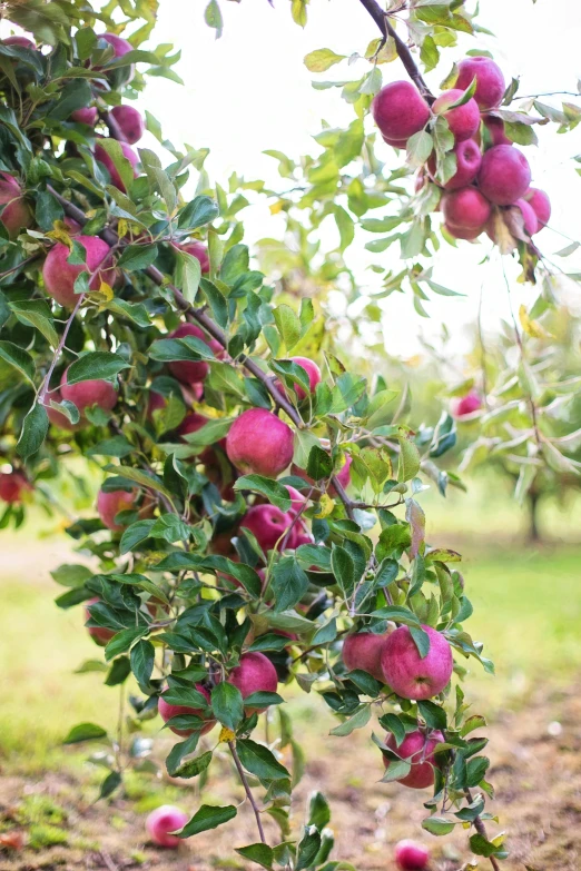 a bunch of red apples hanging from a tree, long violet and green trees, uncrop, vibrant foliage, petite