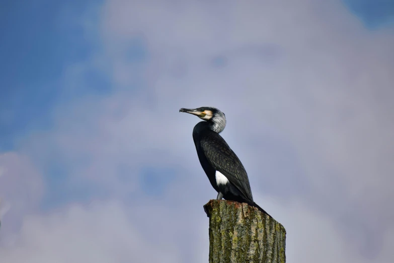 a bird sitting on top of a wooden post, by John Gibson, pexels contest winner, hurufiyya, black, 🦩🪐🐞👩🏻🦳, cheesy, where a large