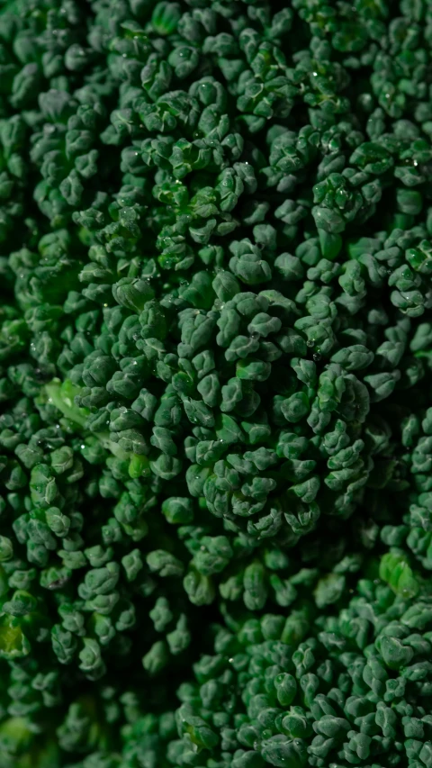 a close up of a piece of broccoli, by James Morris, granular detail, 15081959 21121991 01012000 4k, stunning quality, olivia kemp