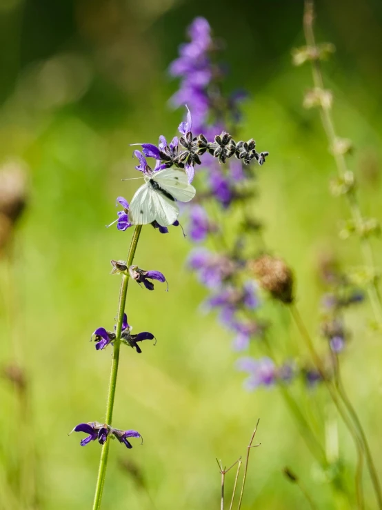 a white butterfly sitting on top of a purple flower, in salvia divinorum, wildflowers and grasses, 2022 photograph, award winning image