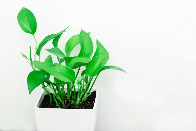 a close up of a potted plant on a table, product view, green square, fan favorite, bright white