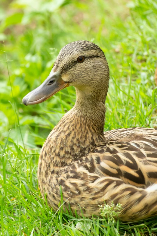 a duck that is sitting in the grass, posing for the camera