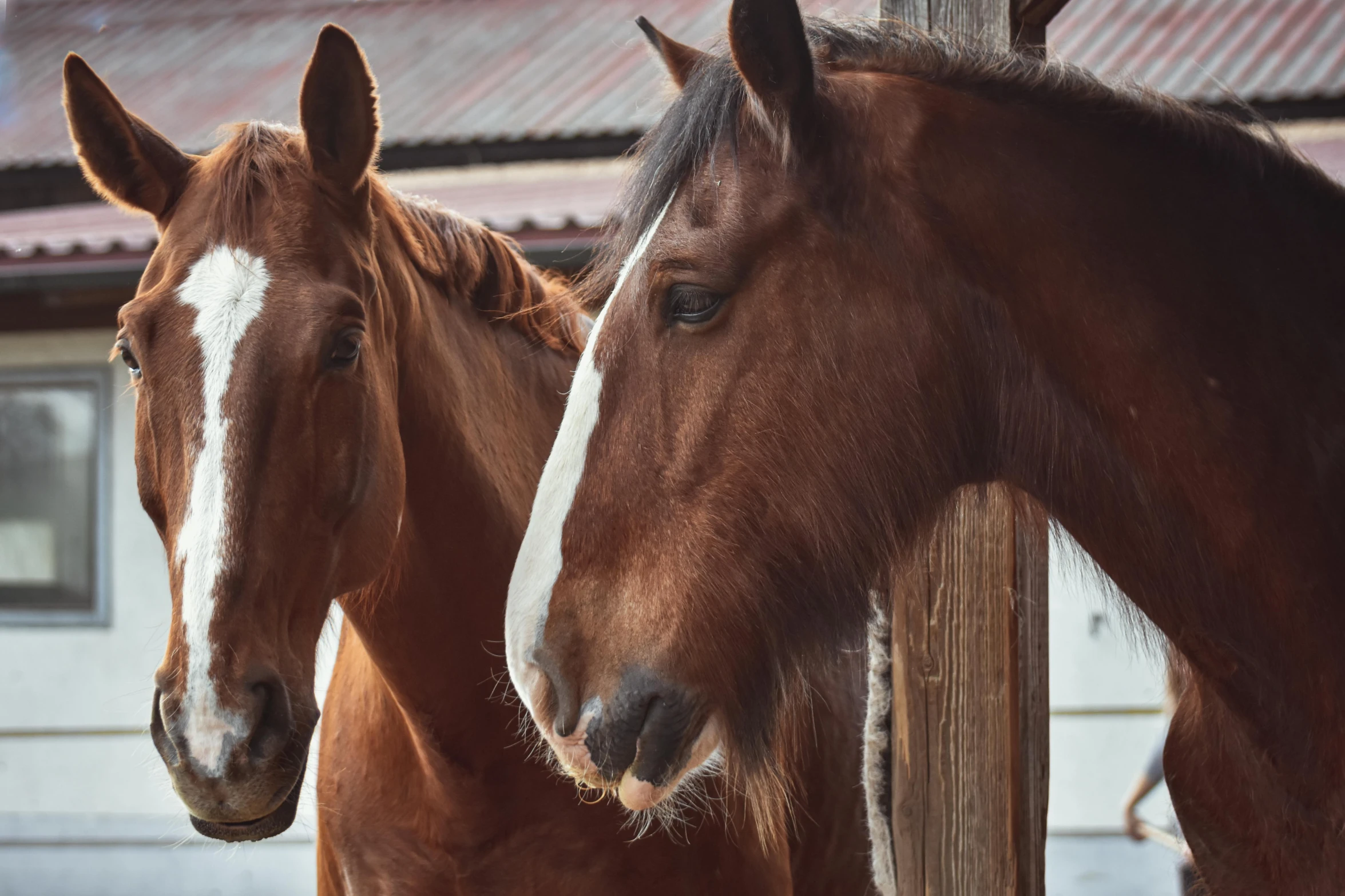 two brown horses standing next to each other, pexels contest winner, of augean stables, profile image, multiple stories, a wooden