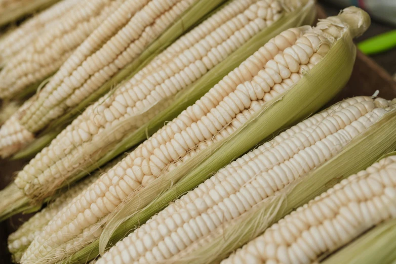 a bunch of corn sitting on top of a table, a portrait, by Carey Morris, unsplash, silver，ivory, in rows, no cropping, 1 6 x 1 6