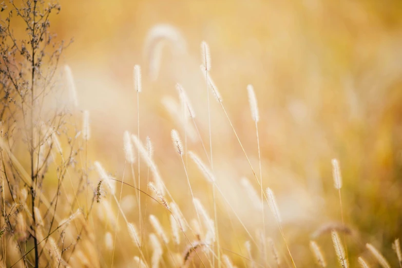 a bunch of tall grass in a field, unsplash, beige and gold tones, multicoloured, gold, white