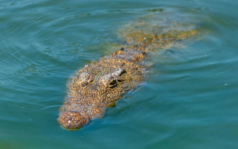 a large alligator floating on top of a body of water, in the water, great barrier reef, top - down photograph, mixed art
