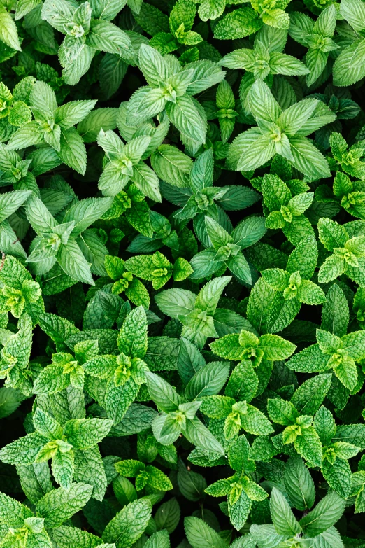 a close up of a bunch of green leaves, peppermint motif, rows of lush crops, mix, high-angle