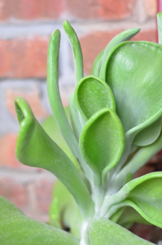 a close up of a plant with green leaves, singularity sculpted �ー etsy, short spout, intricate details. front on, smooth curvatures