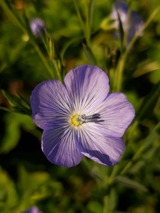 a close up of a purple flower in a field, flax, ((purple))