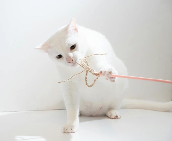 a white cat with a stick in its mouth, by Emma Andijewska, pexels contest winner, minimalism, holding a giant flail, basic white background, white pearlescent, playing