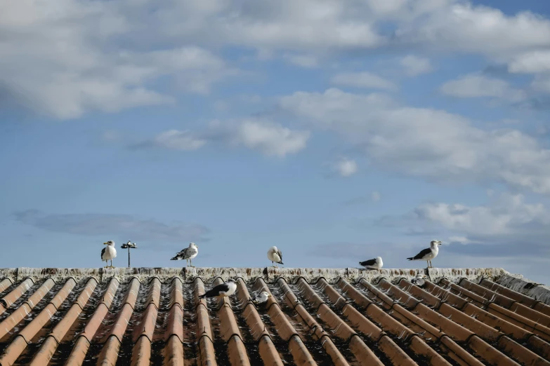 a group of seagulls sitting on top of a roof, by Peter Churcher, pexels contest winner, figuration libre, lourmarin, photographic print, profile image, conde nast traveler photo