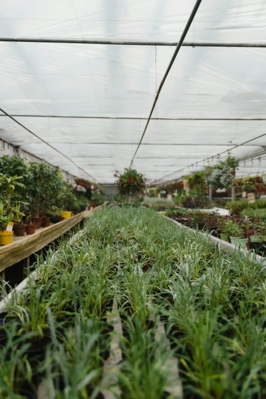 a greenhouse filled with lots of potted plants, renaissance, flowering pineapples, superwide shot, lavender plants, a cozy